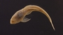 Loricaria gymnogaster lagoichthys 54 mmSL FMNH 42792 ventral